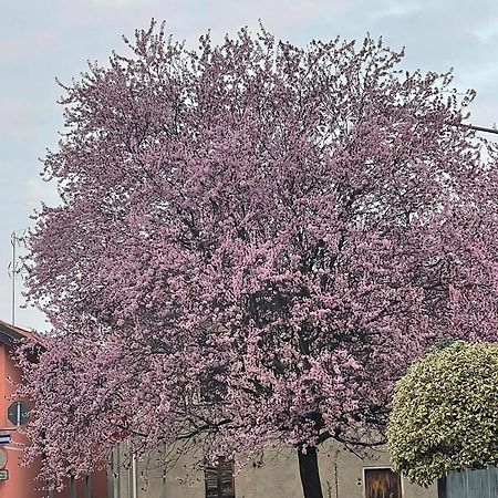 Appartamento Residenza Il Ciliegio Buscate Esterno foto